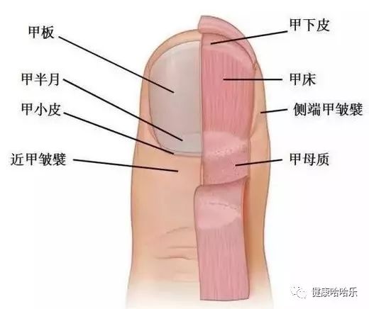 已经做好的指甲怎么修剪,指甲没剪干净搞到肉里了怎么办