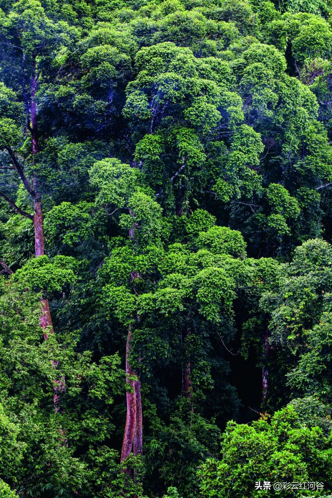 中国云南哪里好看,云南的云彩为什么好看