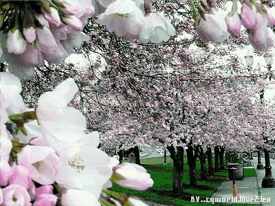 南飞雁古筝原唱,南飞雁答友人