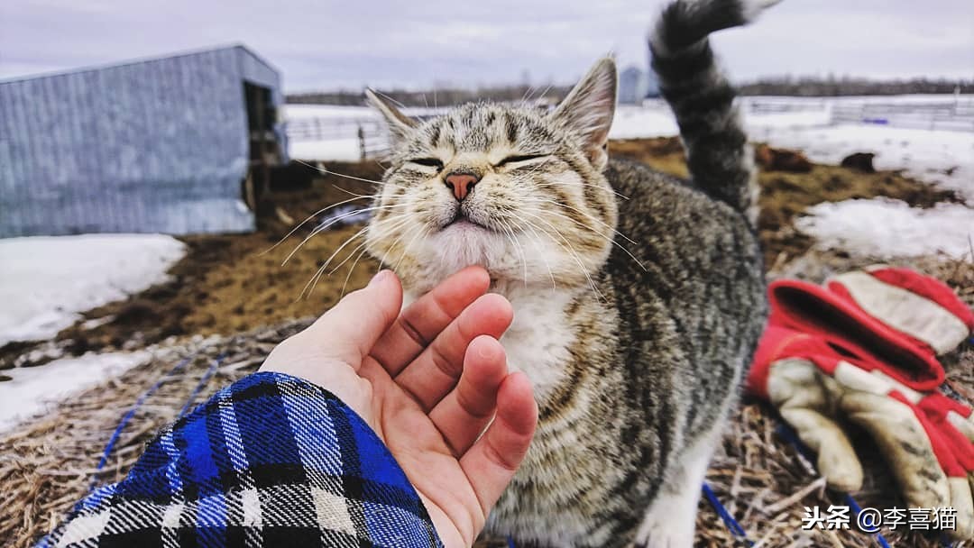 猫咪怀孕铲屎官要怎么办,猫咪怀孕生娃吃什么