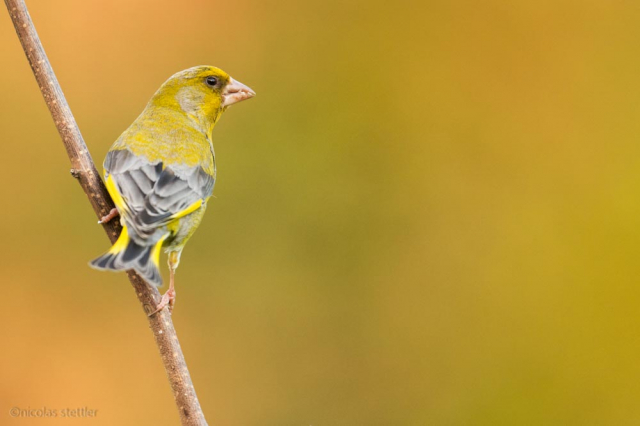 尼康500mmf4e使用体会,尼康500mmf4和600mmf4