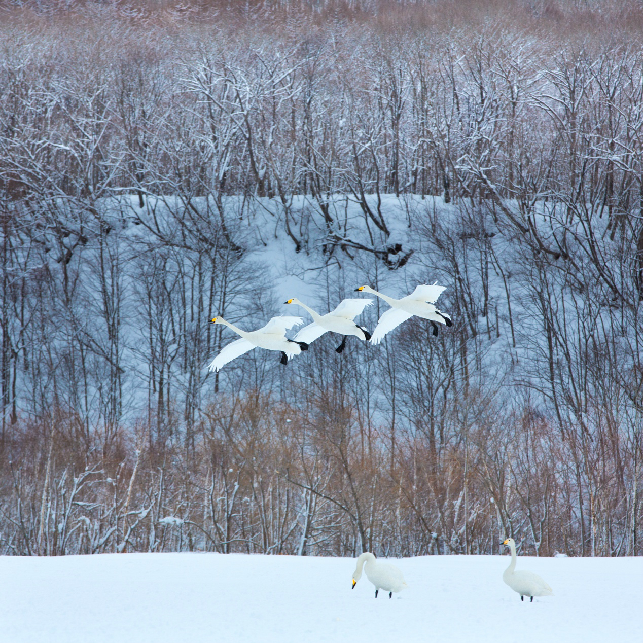 生态摄影师相机,生态摄影著名摄影家