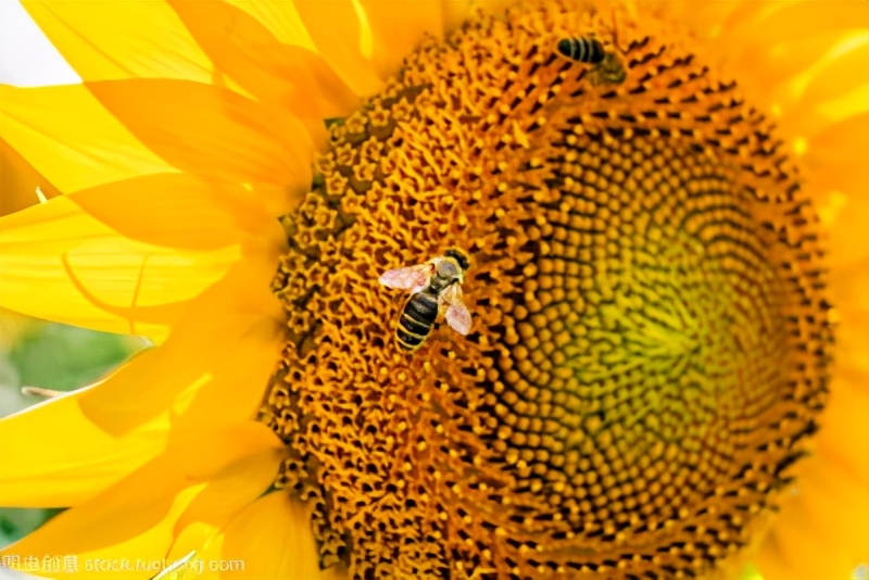 蜂缘蜂胶软胶囊的功效,蜂缘收藏