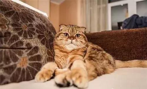 猫咪身上的5个冷知识,猫咪的5个冷知识猫癣