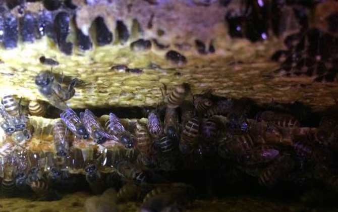 空蜂箱怎么引来中蜜蜂,如何引来蜜蜂授粉