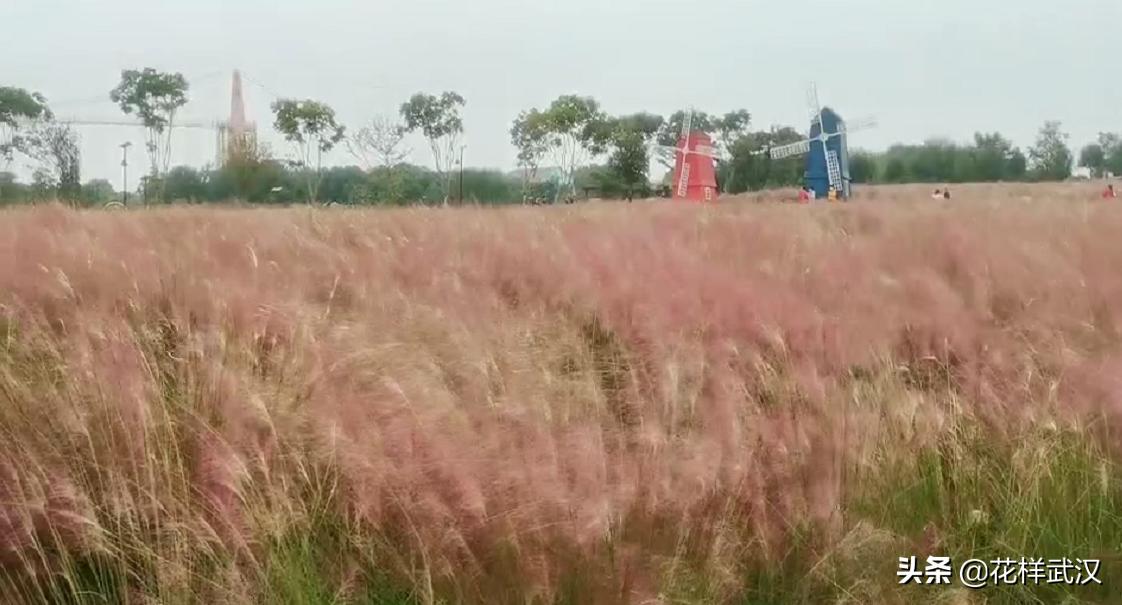武汉花博汇一天游玩大概多少钱,武汉花博汇值不值得玩