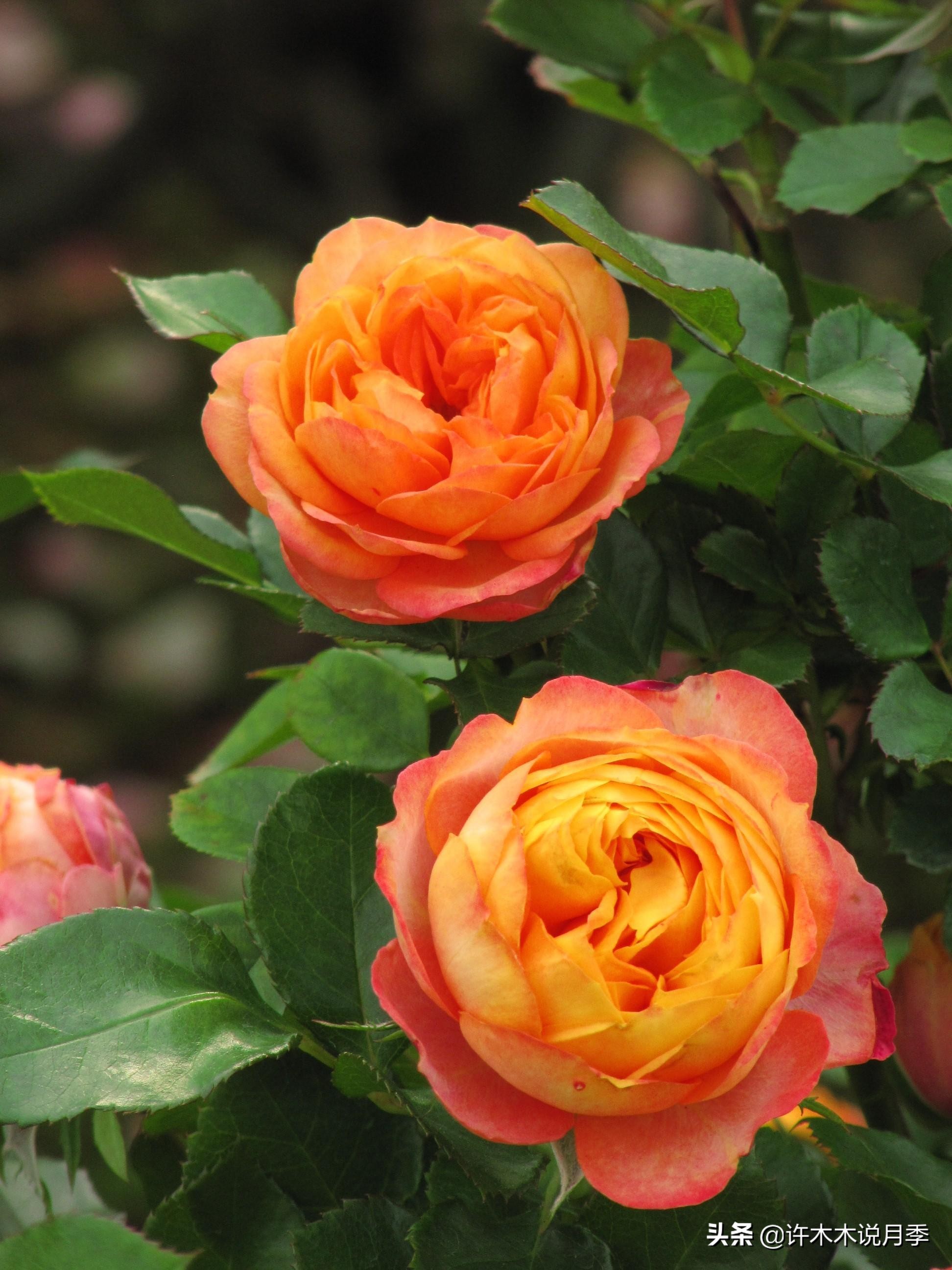 月季烂根的补救办法,月季烂根是什么原因