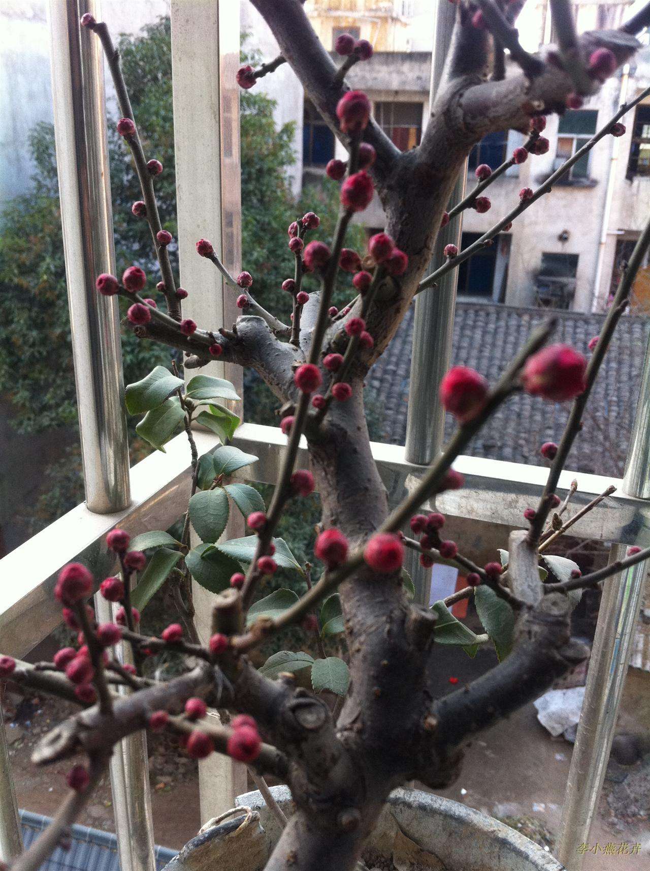 盆栽梅花修剪方法图解大全,盆栽梅花花后修剪