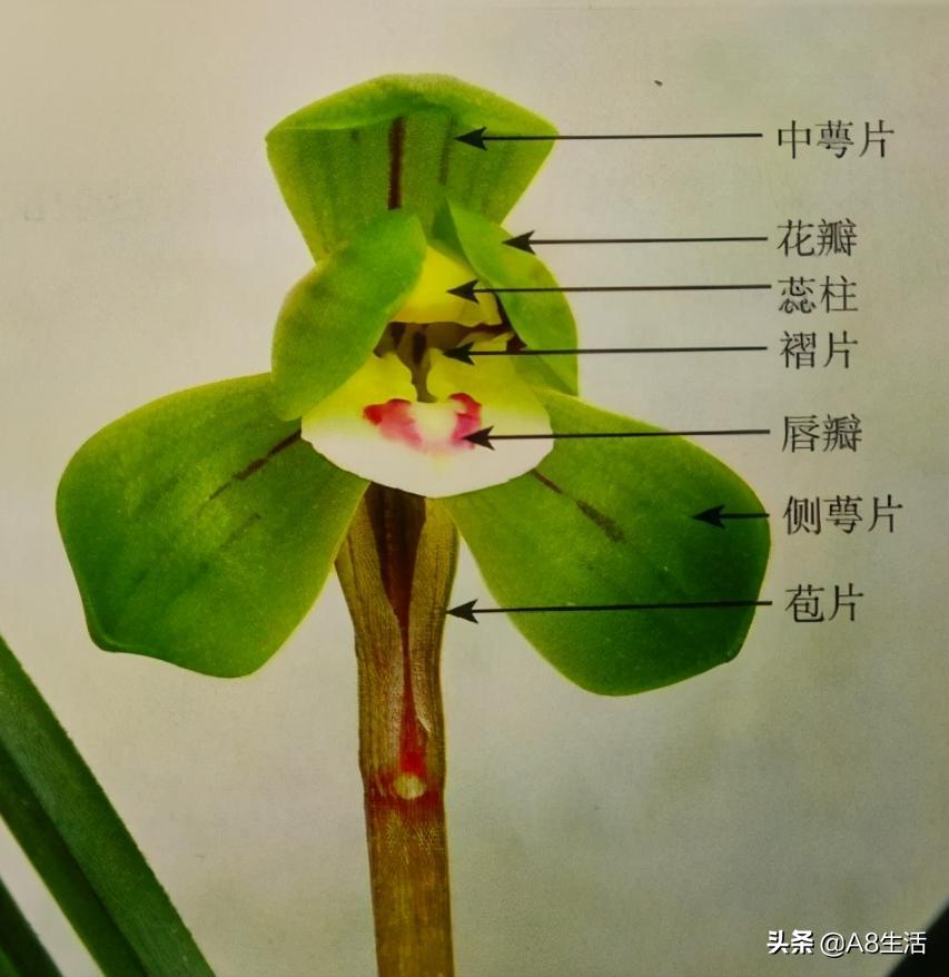 每日一品中国兰花春兰,每日一品完整视频