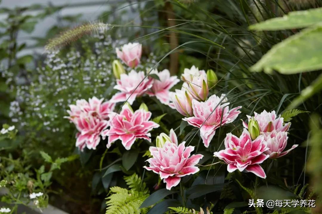 百合虫害的防治方法,百合病虫防治和管理