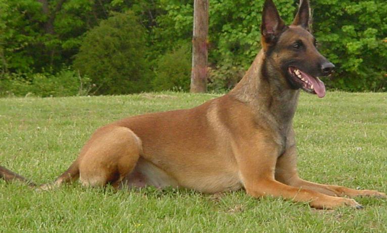 马犬是最成功的犬种,什么品相的马犬才算是好马犬