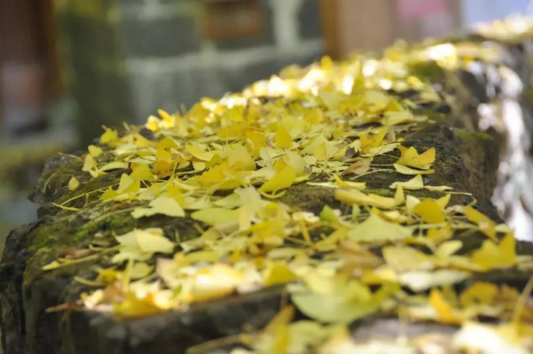 9月云南旅游景点攻略大全,云南旅游景点一日游排名前三