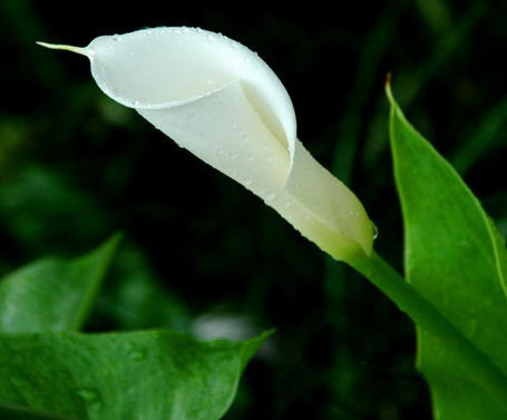 旺财旺宅小盆栽,最旺家的28种植物