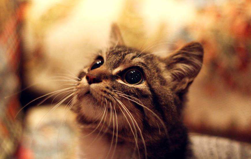 新手养猫哪个品种比较好养一点儿,九大养猫好物分享新手铲屎官必看