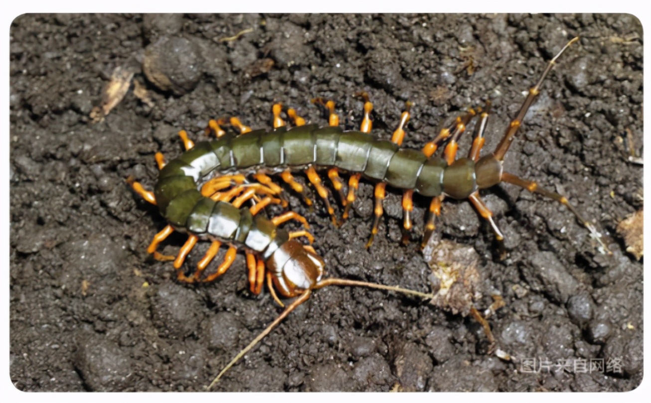 间角蜈蚣幼年,间脚蜈蚣习性