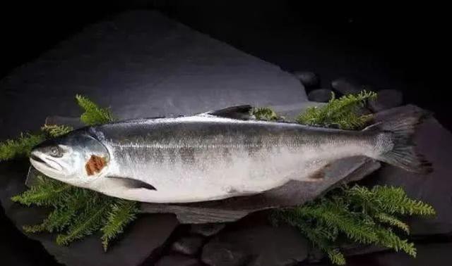 哪种海鲜的味道最鲜美,世界上最鲜美的海鲜