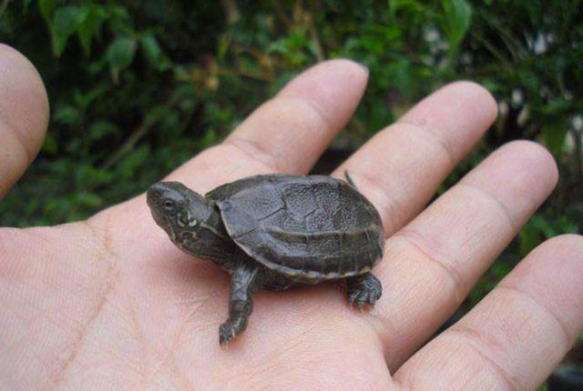 中华草龟怎么养,中华草龟怎么养最好