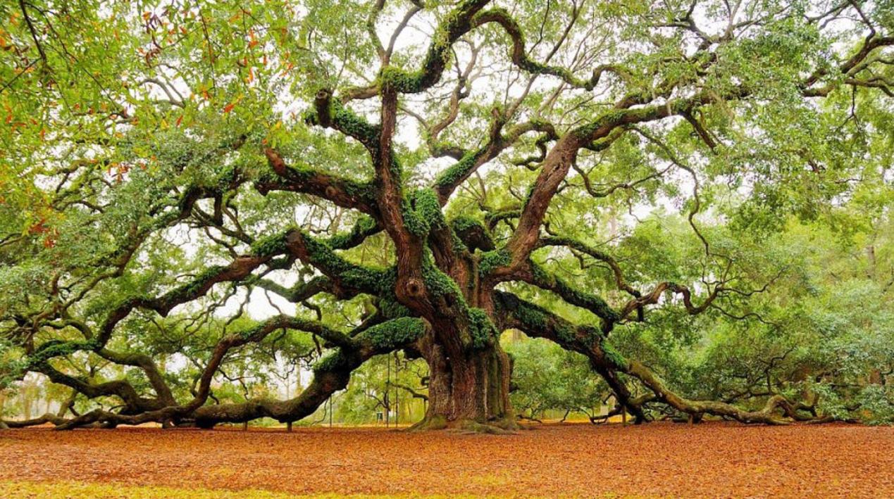 影子杂说：从游戏到现实，揭开历史上德鲁伊的神秘面纱