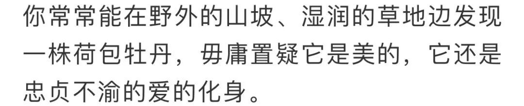 看到花的时候,不知是什么花?那就收下这份百花图谱