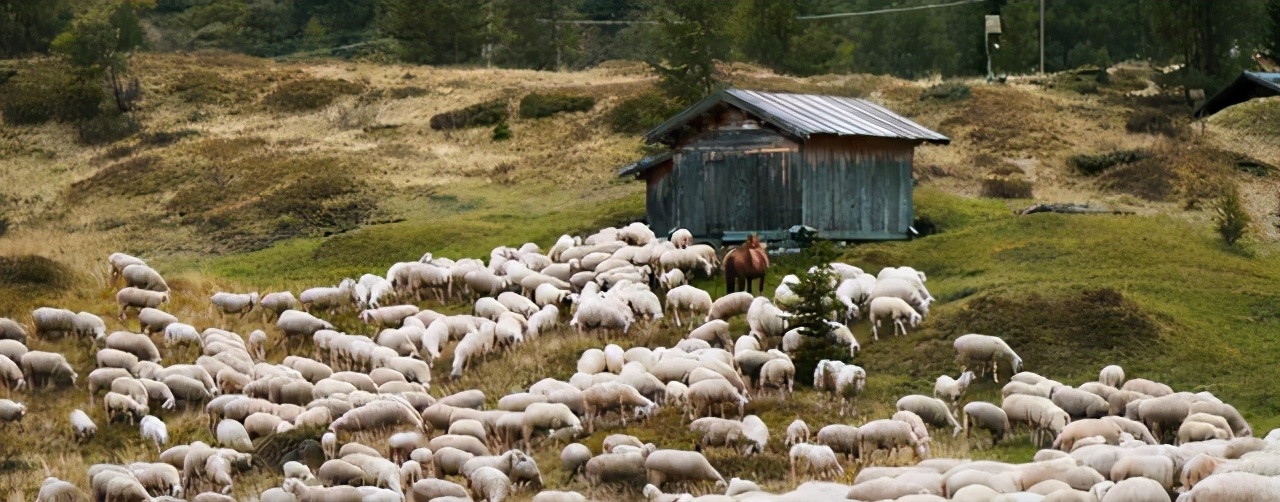 澳大利亚的羊泛滥成灾真的吗,澳洲又一动物泛滥成灾
