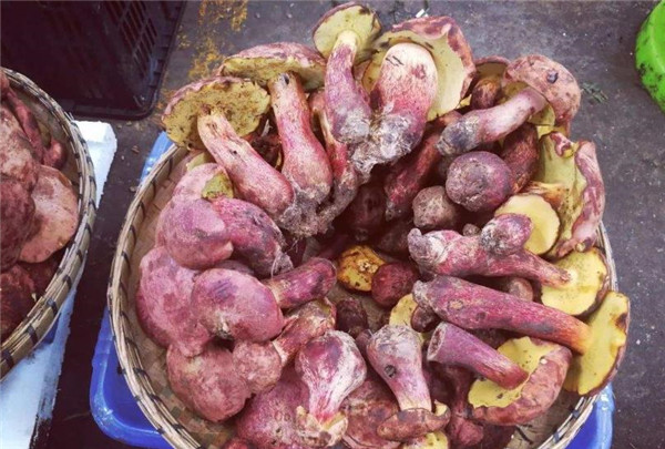 云南人爱吃的见手青,云南野生菌科普见手青