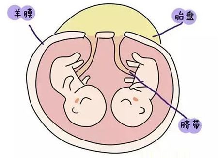 女星用自己胎盘当补药，揭秘人体胎盘｜Youth予小希观察