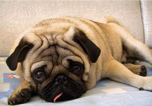 狗狗拉稀可以打疫苗吗,打疫苗后拉稀怎么回事