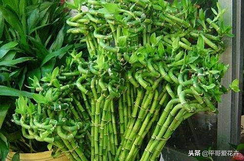 养转运竹的技巧,转运竹叶子发黄怎么养