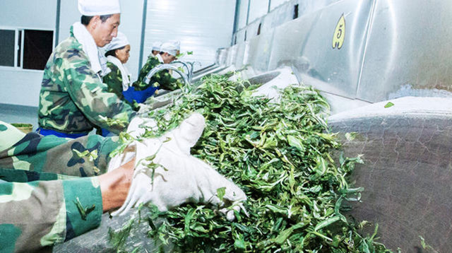 深入深山研究十余年，他终于喝到了明清皇室贡茶，味道是这样