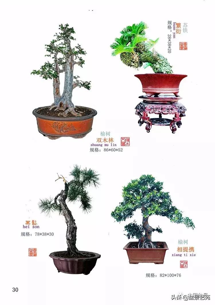 陈文图榕树欣赏,陈文图盆景