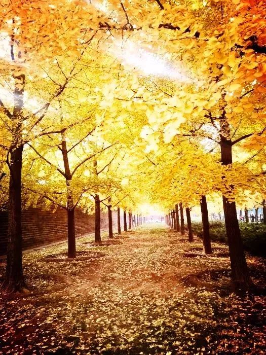 月坛银杏,月坛公园有银杏吗