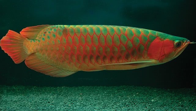 为什么龙鱼价格那么高,为什么龙鱼越来越便宜