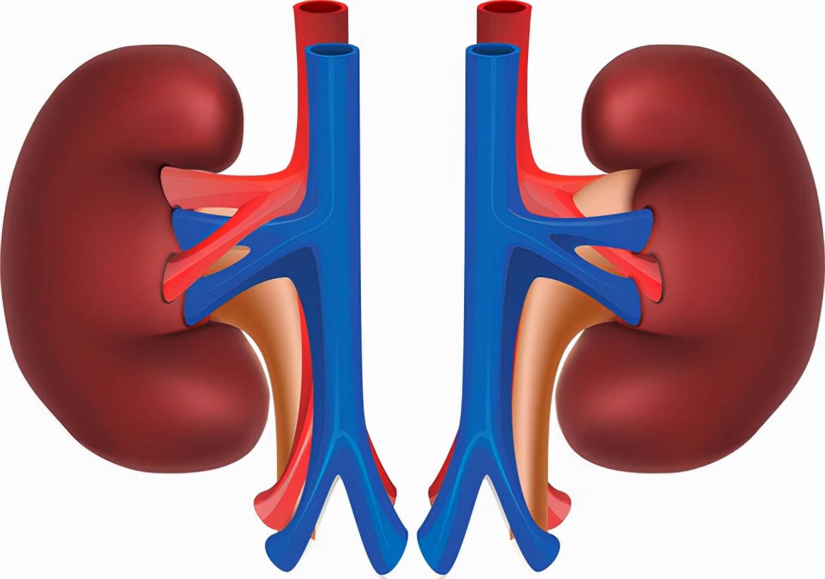 女人肾衰吃什么药,肾衰肌酐112用中药调理能治愈吗