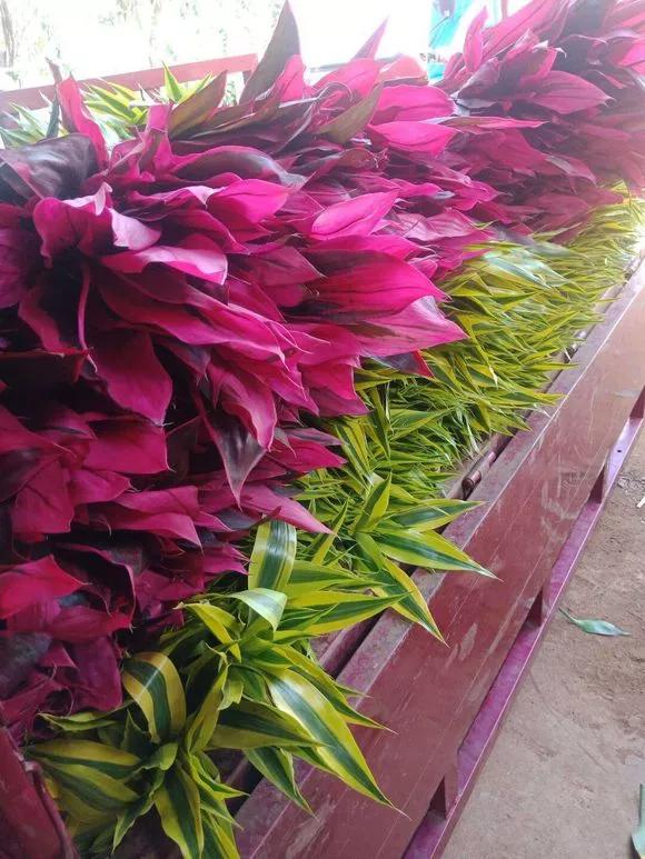 紫竹养几支风水好,紫竹盆栽好养活吗