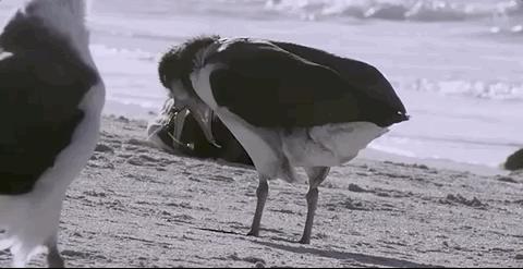 彭于晏苏有朋,彭于晏和苏有朋