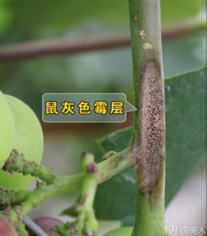 葡萄8月管理,葡萄八月的霜霉防治