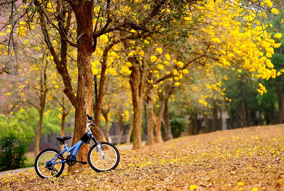 白茶清欢学着长大,白茶清欢怎么样