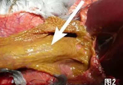 毛滴虫球虫最怕什么,毛滴虫鸽子症状