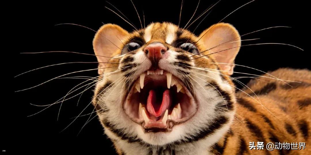 国际珍稀动物保护日-如何拯救那些正在从世界上逐渐消失的物种