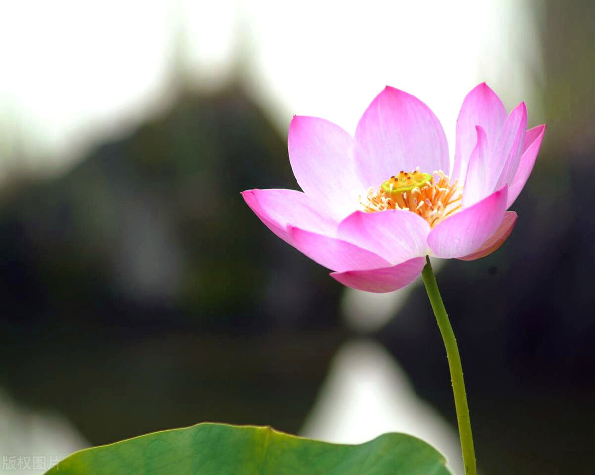 家中养4种花要当心,新手千万别碰这3种花