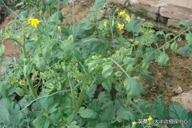 植物“癌症”病毒病高发，轻则减产，重则绝收！牢记10大防治要点