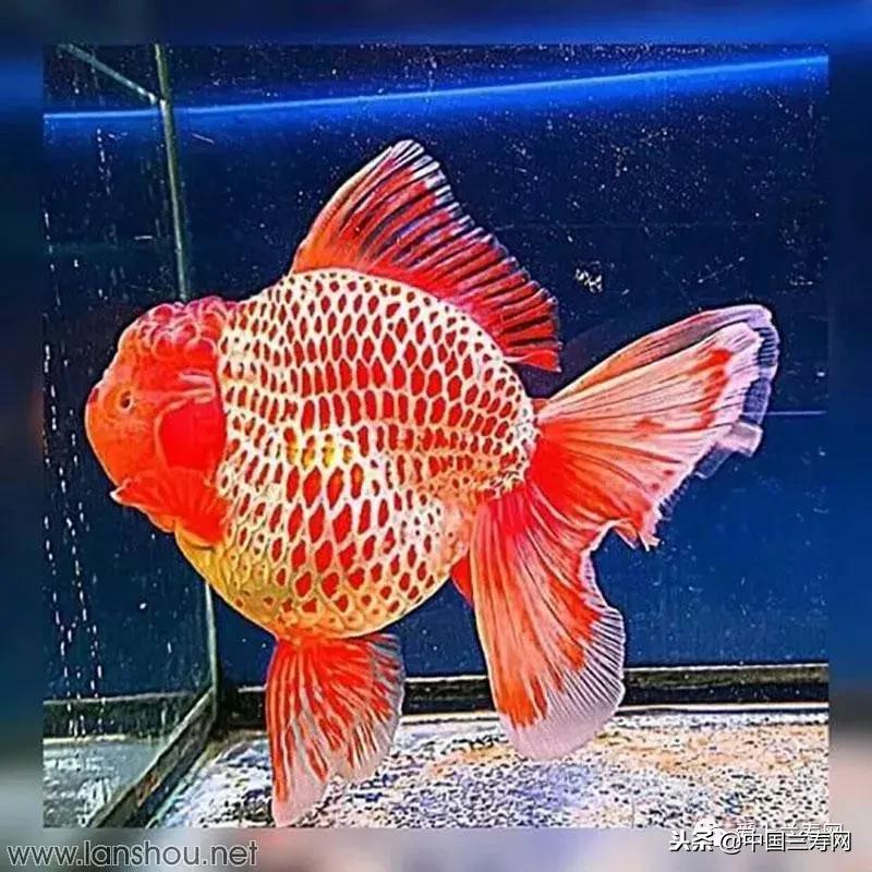 生命力最大的金鱼品种有哪些,十大最好的金鱼品种