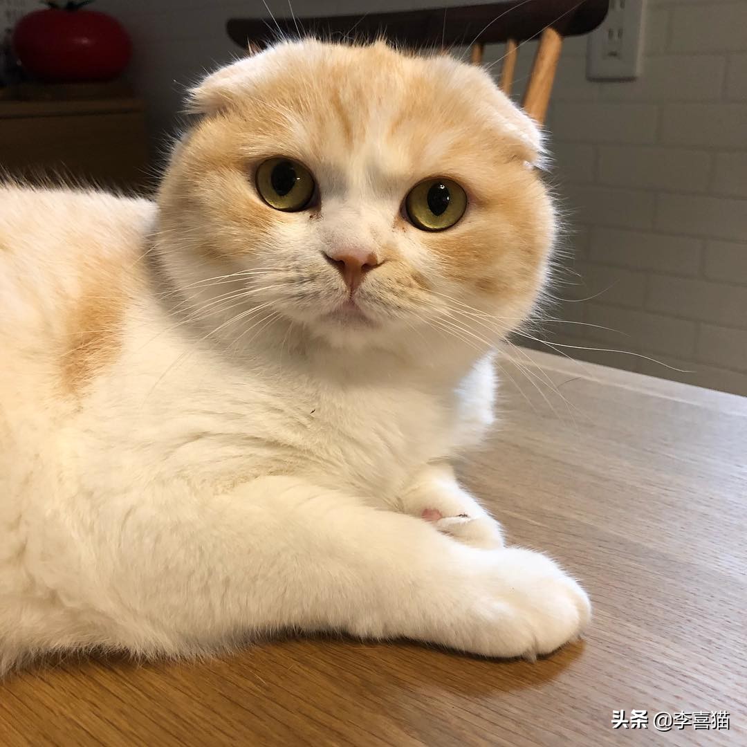 猫咪喂猫粮还抓老鼠吗,猫咪是天生会抓老鼠吗要不要教