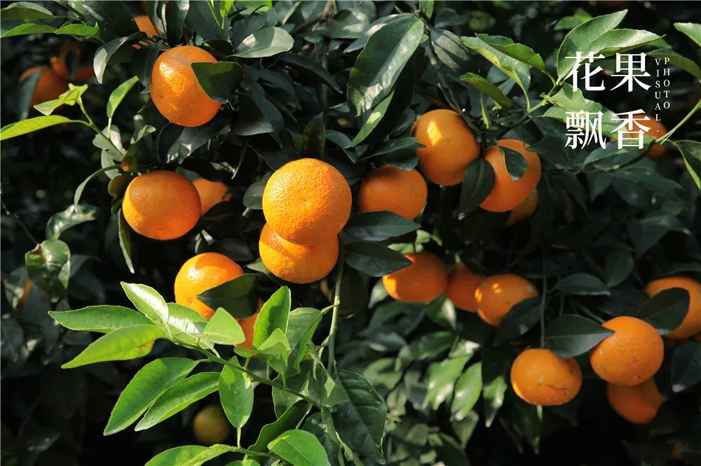 2020种什么水果最赚钱,2021种植什么水果最赚钱