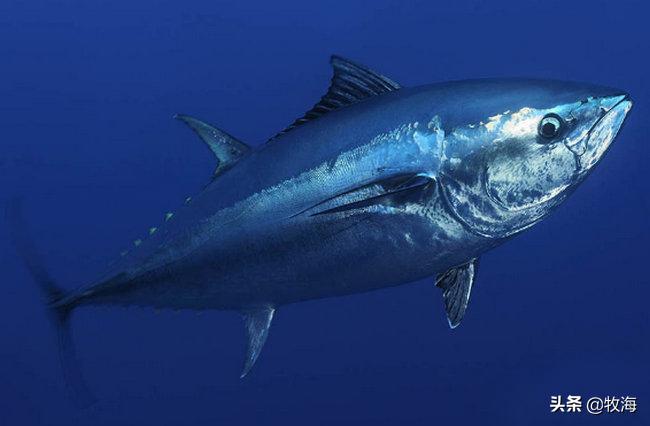 中国蓝鳍金枪鱼养殖牧场,深海大型网箱养殖蓝鳍金枪鱼