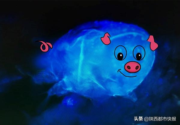 开脑洞！西安一皮肤科博士制作真菌拜年图堪称显微镜下的“表情包”