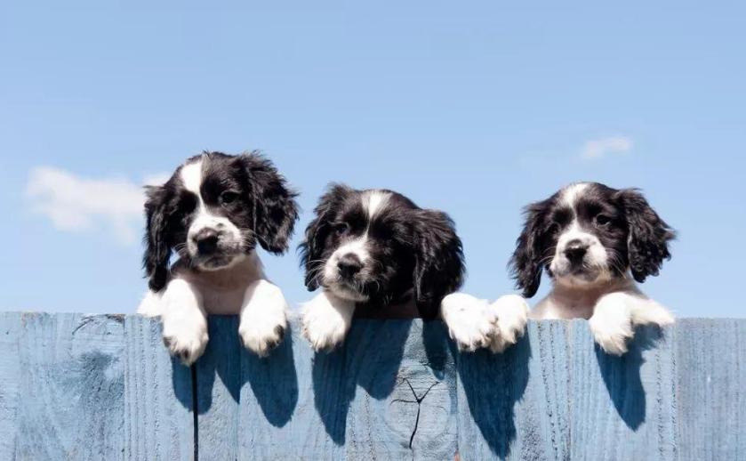 怎样给狗狗取名字更有意义,狗狗取名叫黄瓜