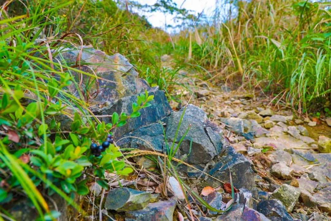 北仑凤凰山森林步道从哪里开始,北仑十大免费景区八大坑森林步道