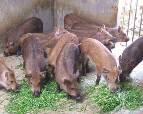 野猪怎么养殖,野猪怎么养殖的