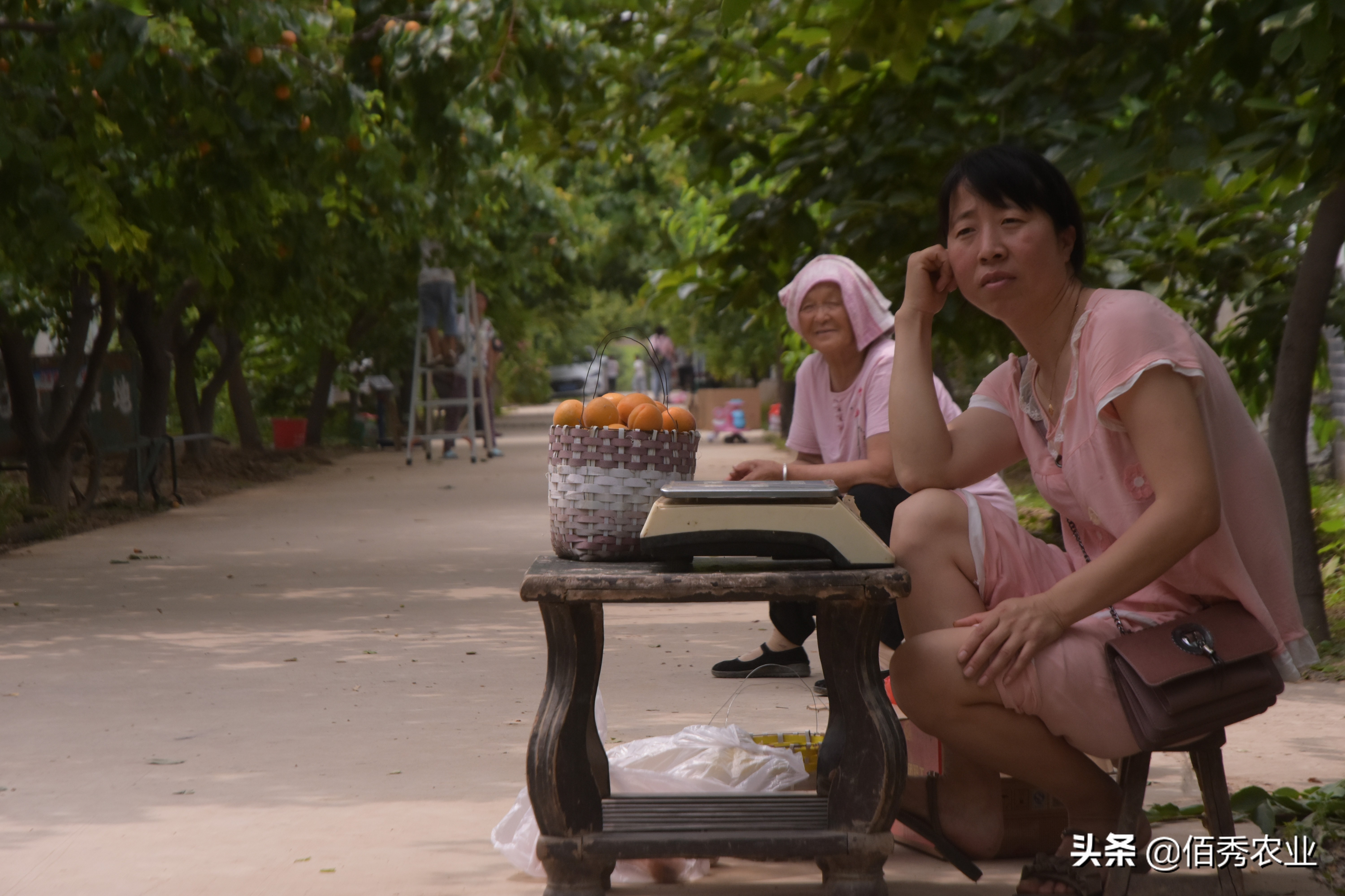 农民想赚钱创业种植,农村种植40亩赚多少钱